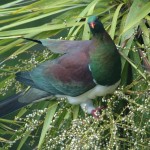 Wood Pigeon