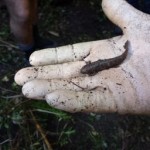 Mud fish just after being dug out of soil