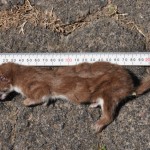 Weasel or stoat - trap #75 28 Mar 2015  (640x425)