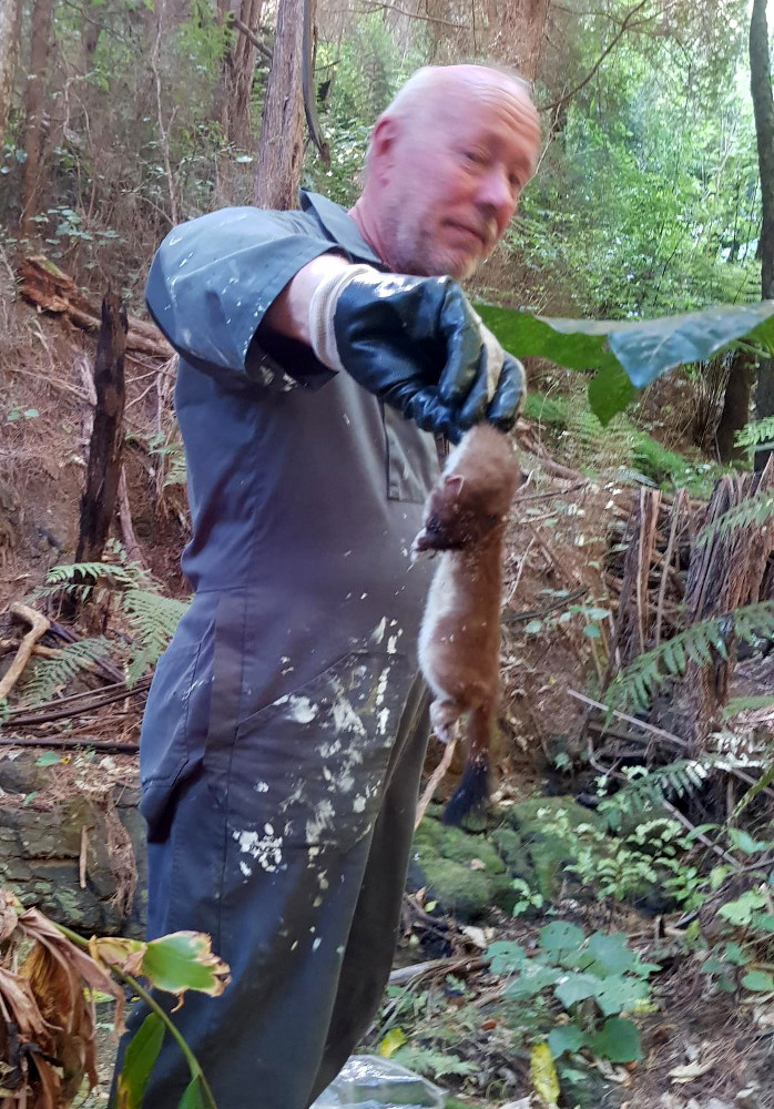 Leigh harbour valley stoat trapping photo