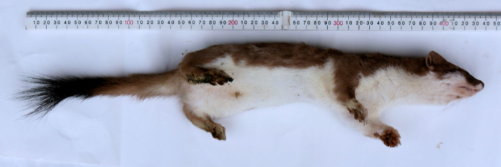 Photo of the stoat caught by Jo and Sue Evans in September 2018.