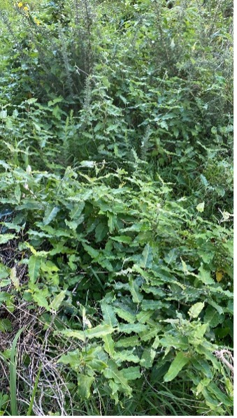 Moth plant before removal.