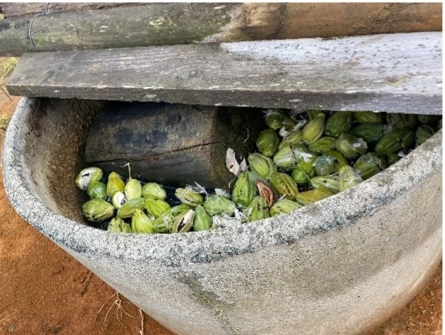 Moth plant pods treatment in cattle trough.