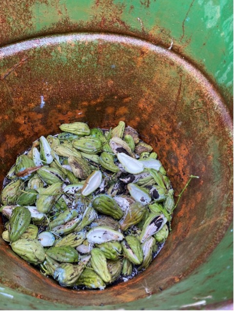 Moth plant pods treatment in 10-gallon drum.